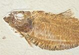 Nice Knightia Alta Fossil Fish #10891-2